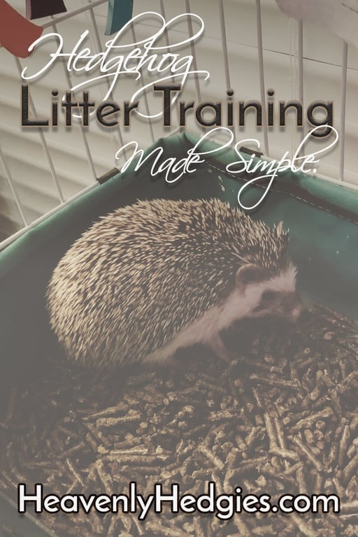 You can litter train your hedgehog today using one or all of these methods