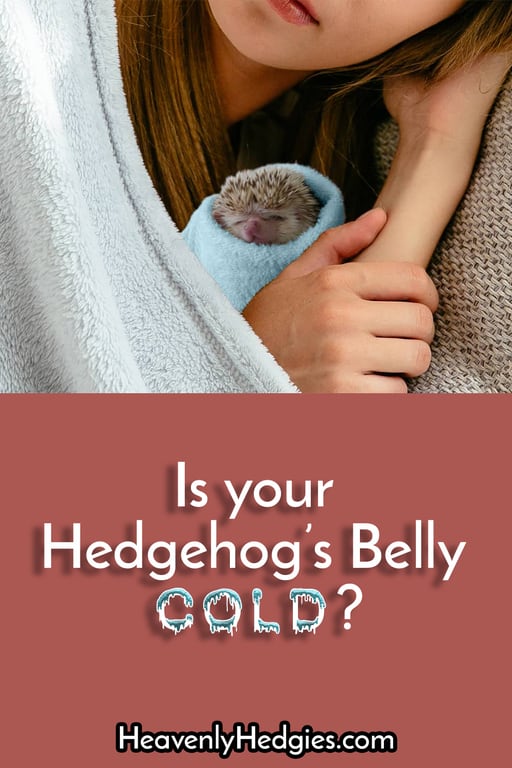 picture of a hedgehog wrapped in a towel being warmed by its owner