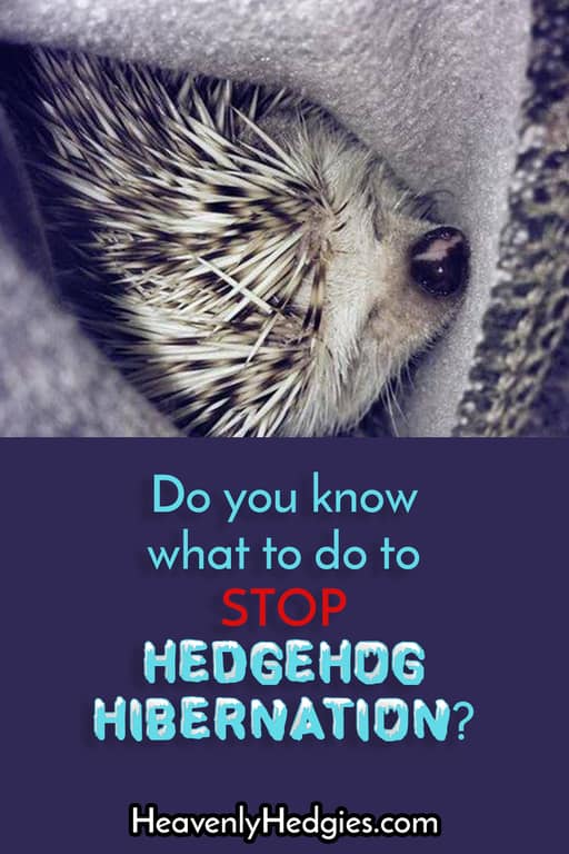 hedgehog snuggled into owner's jacket to prevent hibernation