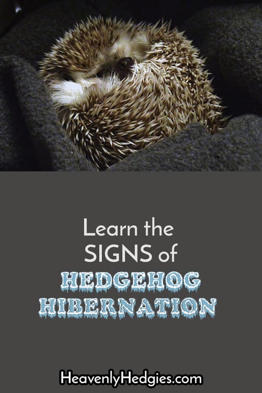 hedgehog curled up in a tight ball which may indicate hedgehog hibernation
