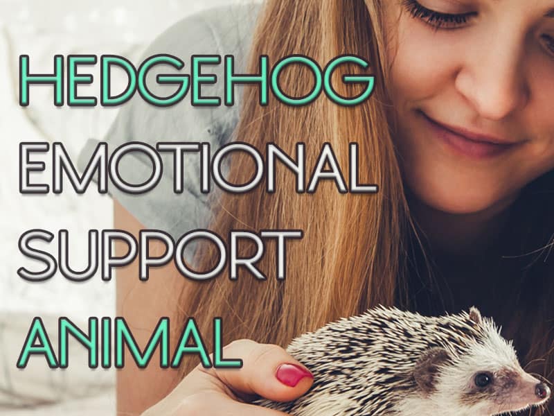 Hedgehog Emotional Support Animal - Heavenly Hedgies