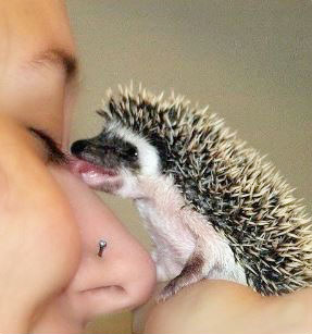 hedgehog showing affection