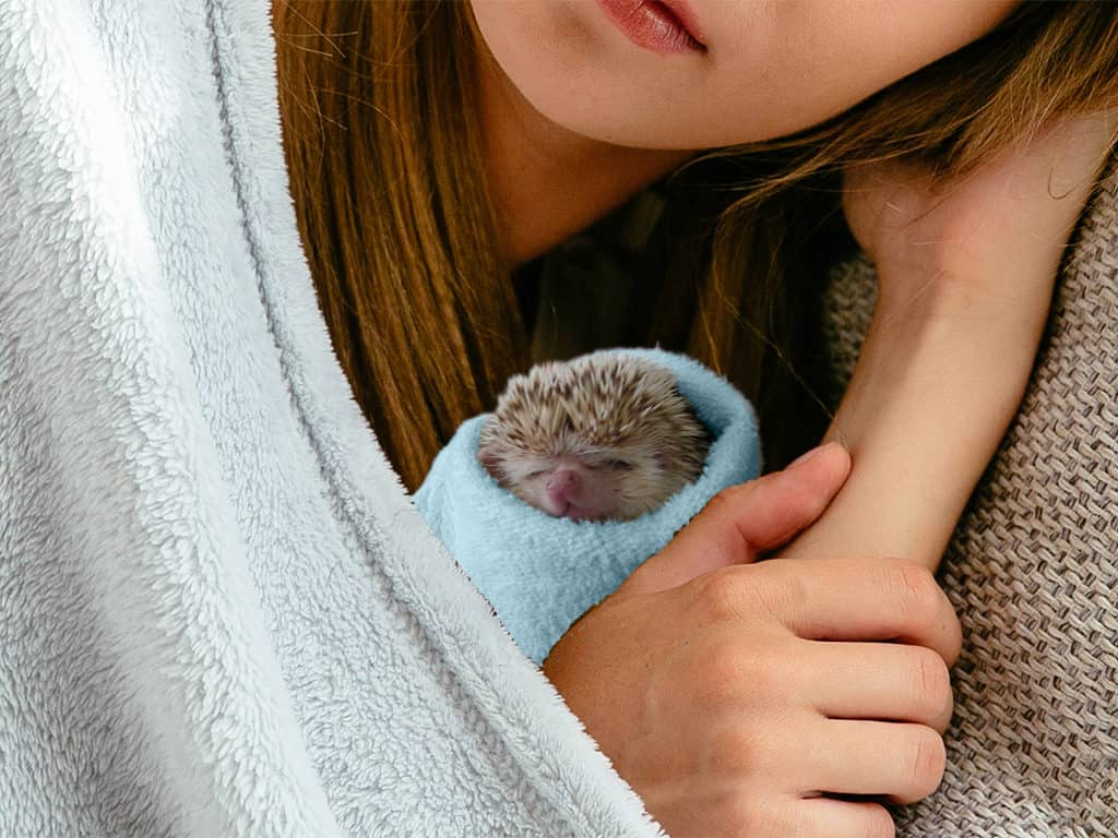 Woman warming up hedgehog to prevent hibernation