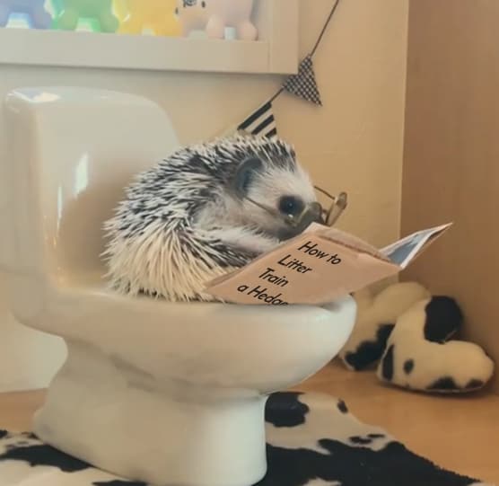 hedgehog reading a how to litter train a hedgehog manual