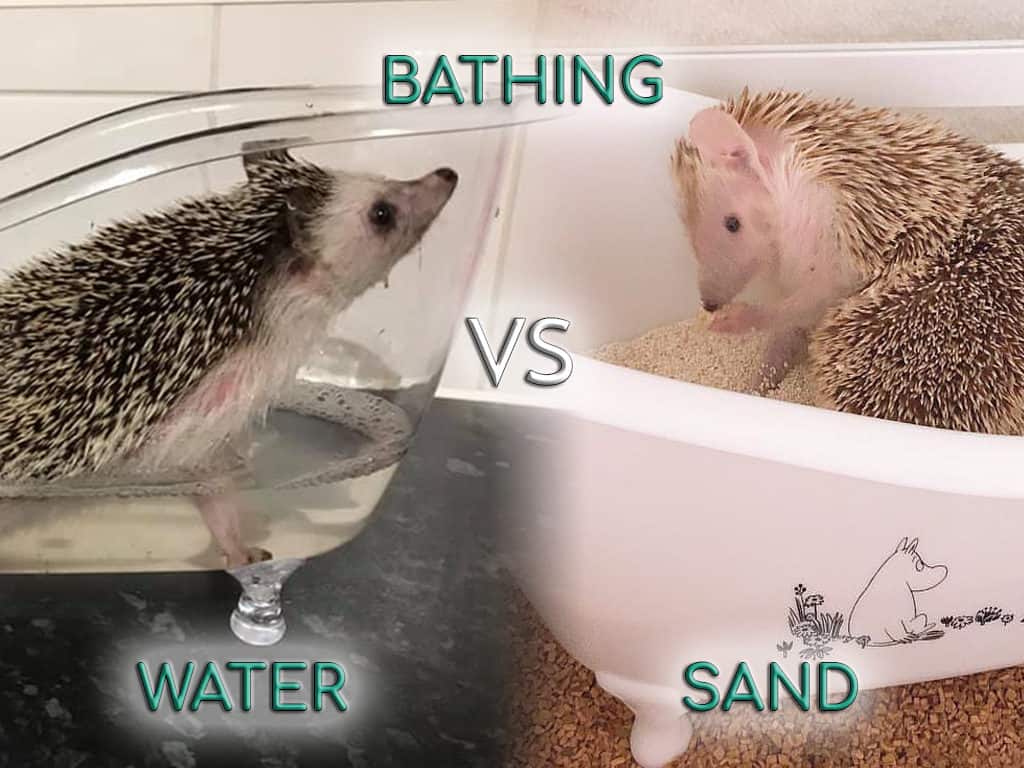 hedgehogs vs tenrecs when it comes to bathing