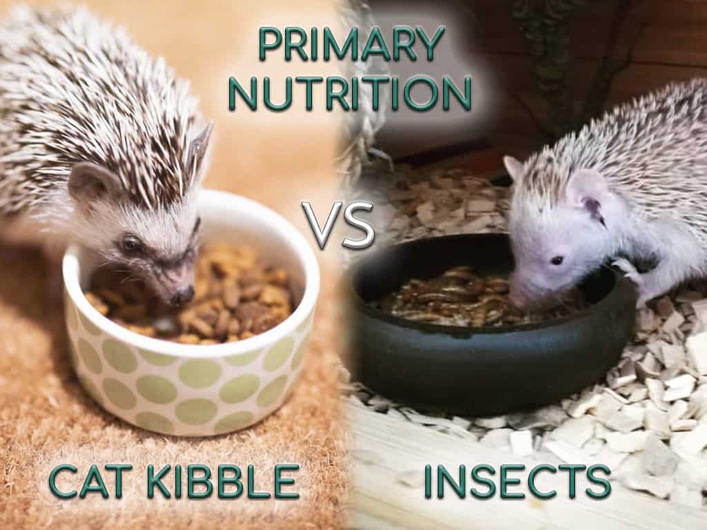 hedgehogs vs tenrecs when it comes to eating