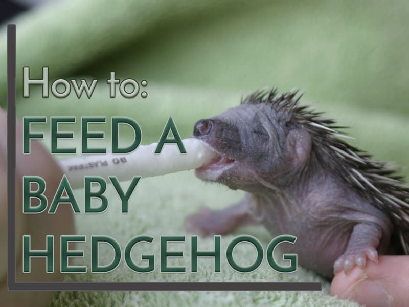 Feature image for how to feed a baby hedgehog