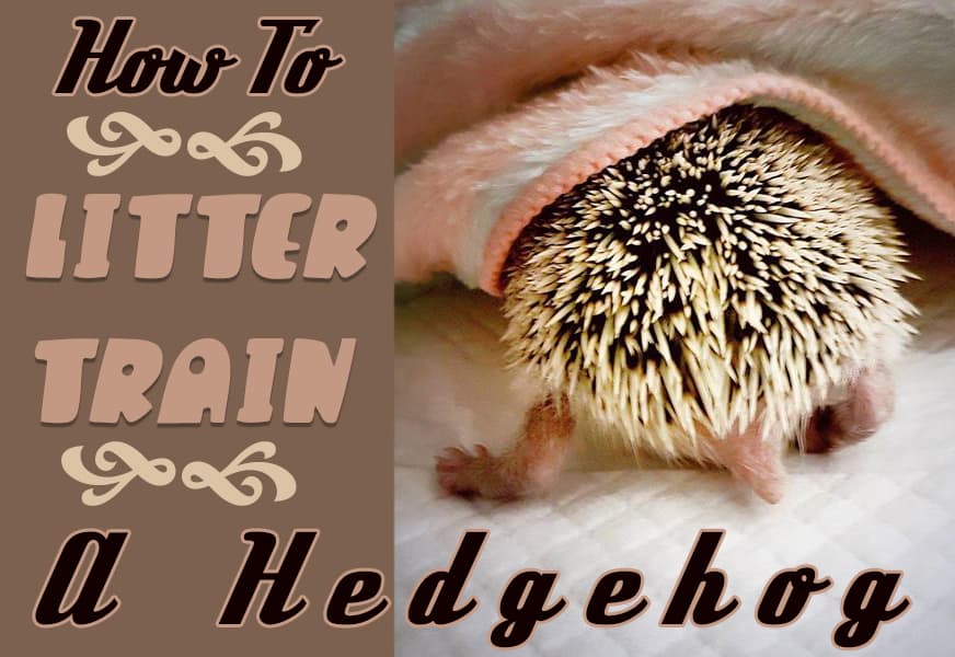 how to litter train a hedgehog featured image