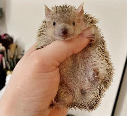 tenrec being held with belly showing
