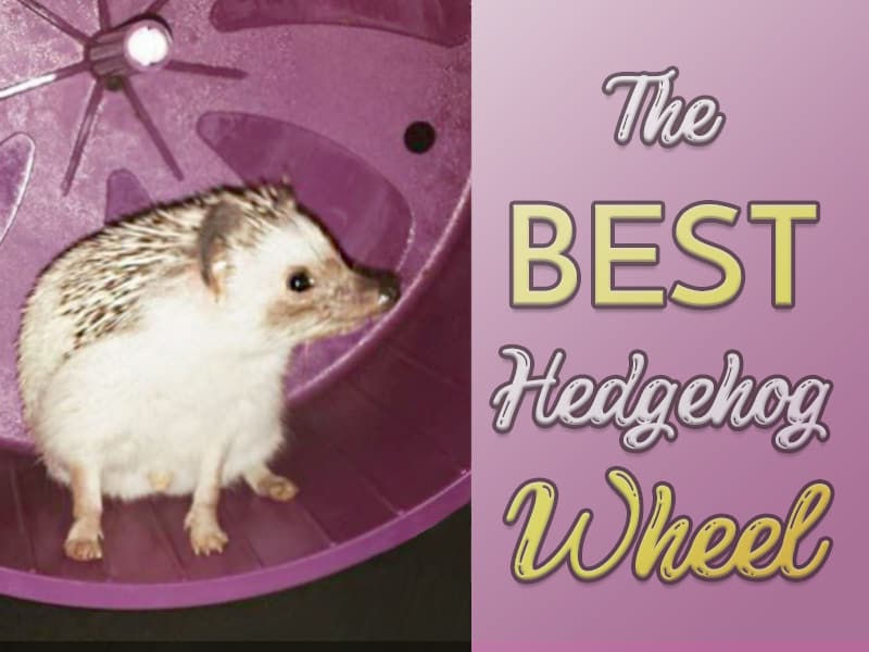 feature image for the best hedgehog wheel