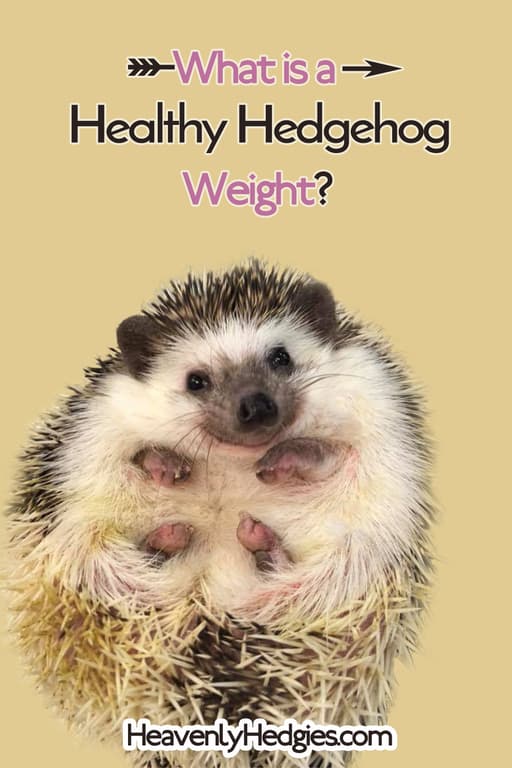 Peench, it's a cute hedgehog showing her adorable belly fur