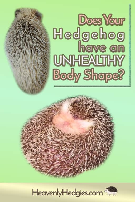 two unhealthy hedgehog body shapes are curved in or really plumped out