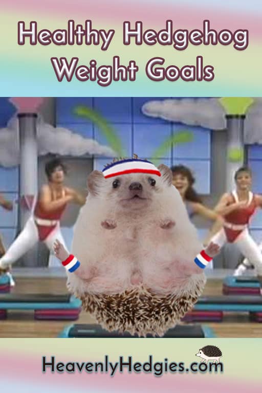 Hedgehogs can participate in 80's aerobics too!
