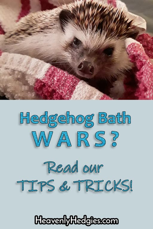Pinterest pin of a hedgehog angry about getting a bath