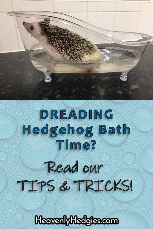 Pinterest pin showing a hedgehog in a miniature bath tub
