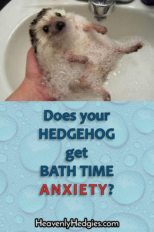hedgehog with anxiety at bath time