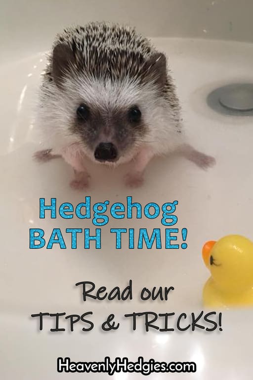 A hedgehog getting a bath in the sink with a rubber ducky