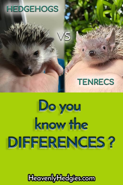 Pinterest pin showing a hedgehog vs a tenrec
