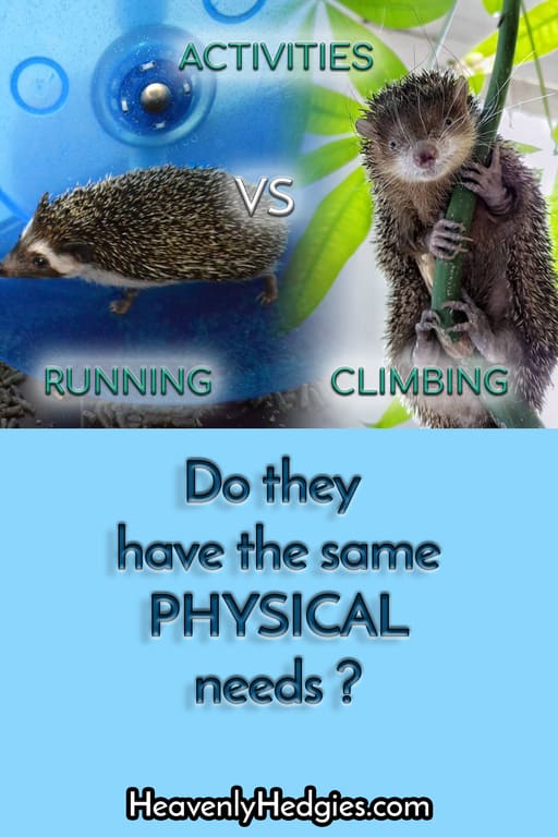 Pinterest pin showing a hedgehog running vs a tenrec climbing