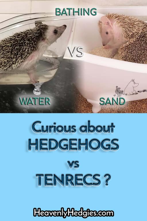 Pinterest pin showing a hedgehog in a wet bath and a tenrec in a sand bath