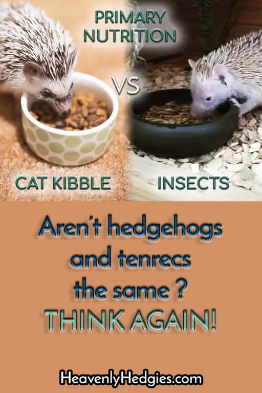 Pinterest pin showing a hedgehog eating cat kibble and a tenrec eating mealworms