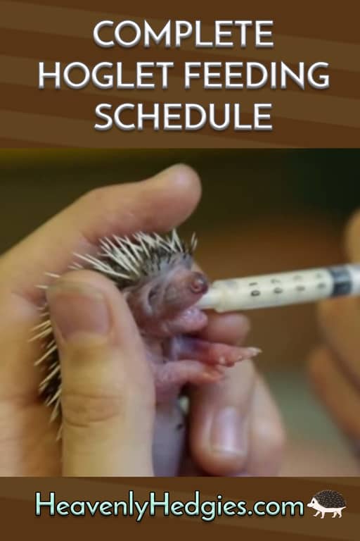 baby hedgehog being syringe fed food