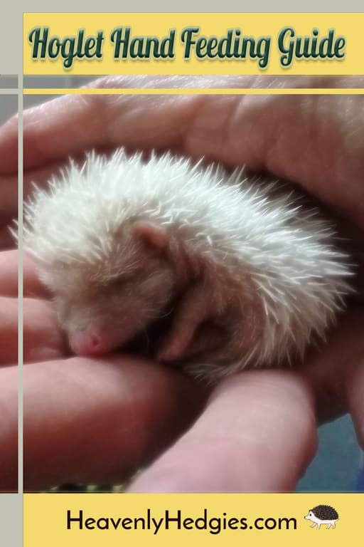 sweet baby hedgehog waiting to be fed puppy milk