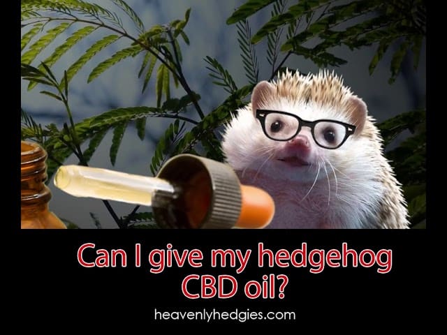 Quilly has a backdrop of natural plants and a dropper with CBD oil as he prepares to answer can I give my hedgehog CBD oil
