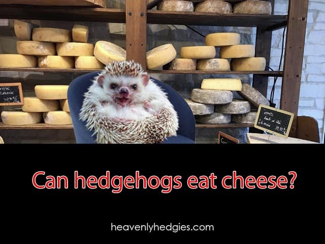 Quilly sits it a chair surrounded by cheese poise to answer the question can hedgehogs eat cheese
