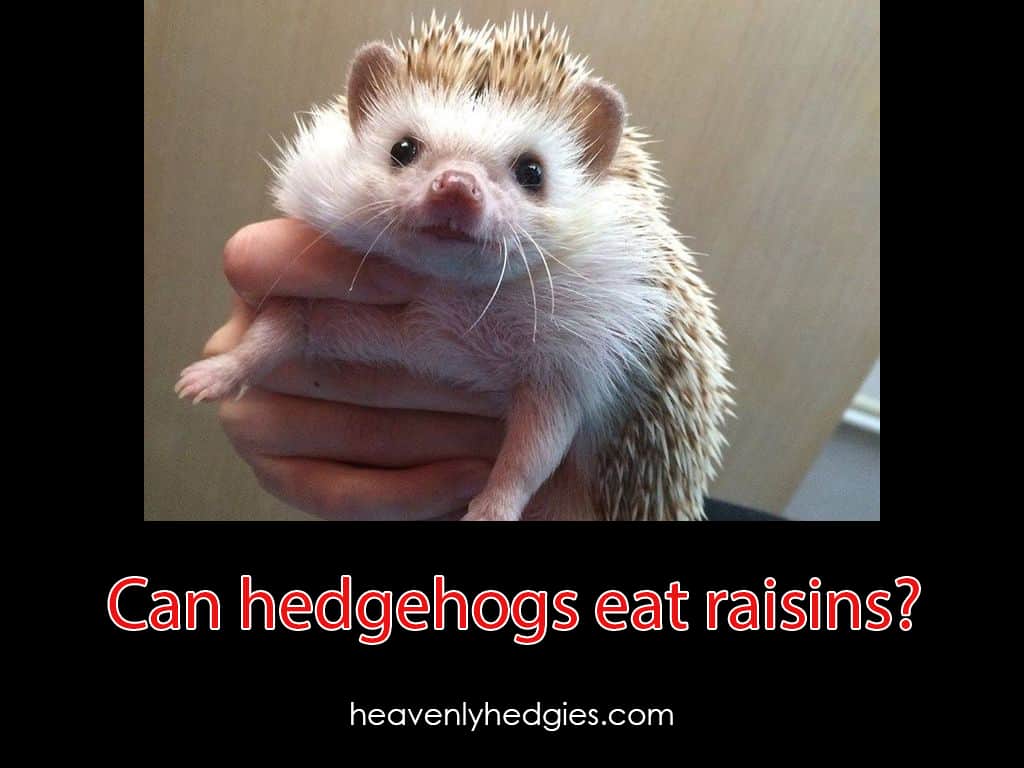 Can Hedgehogs Eat Raisins? - Heavenly Hedgies