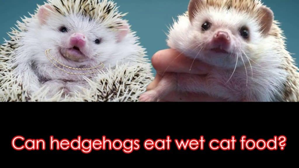 Quilly the hedgehog answers the question, Can hedgehogs eat wet cat food