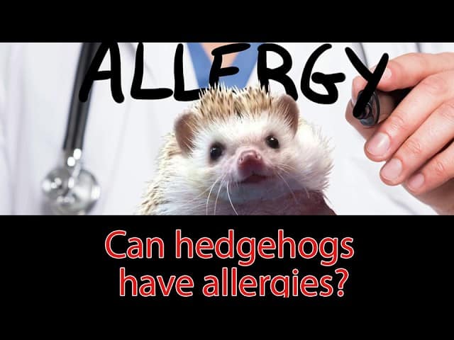 Quilly is ready with a doctor in the background to discuss can hedgehogs have allergies