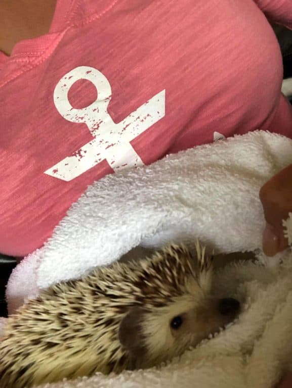 hedgehog being cuddle after his bath time