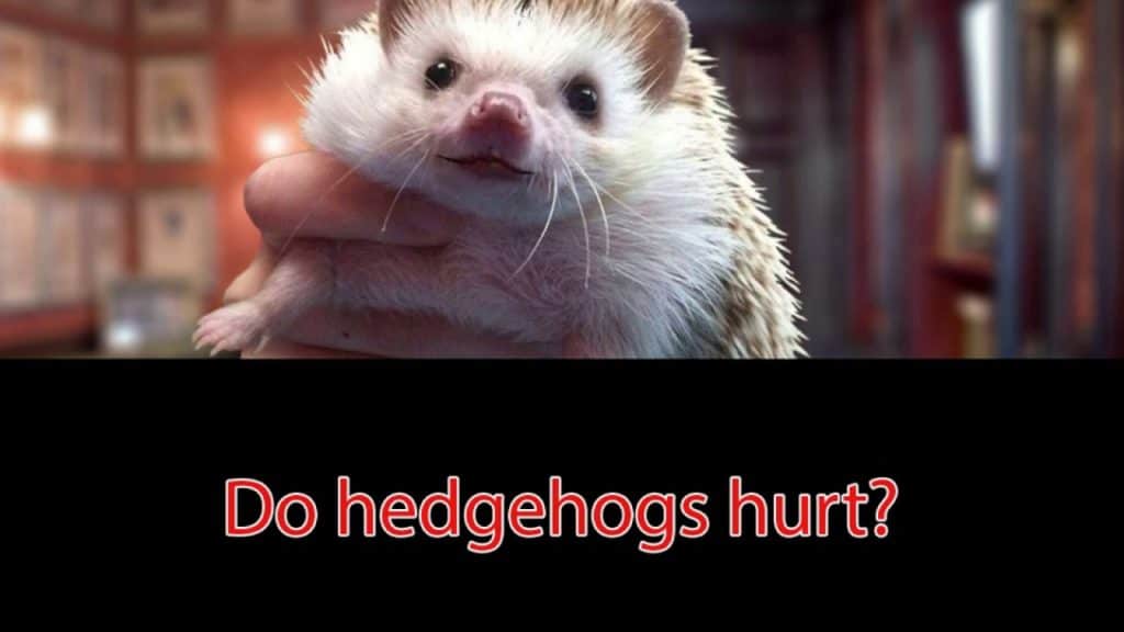 Quilly is poised to answer the question "Do hedgehogs hurt?"