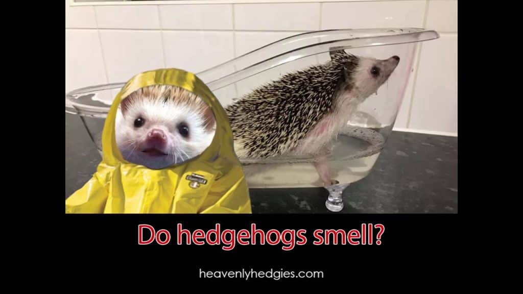 Quilly stands ready in his hazmat suit with a bathing hedgie in the background to address do hedgehogs smell
