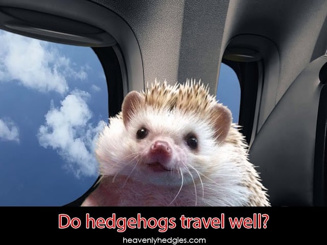 Quilly sits on an airplane ready to discuss if hedgehogs travel well