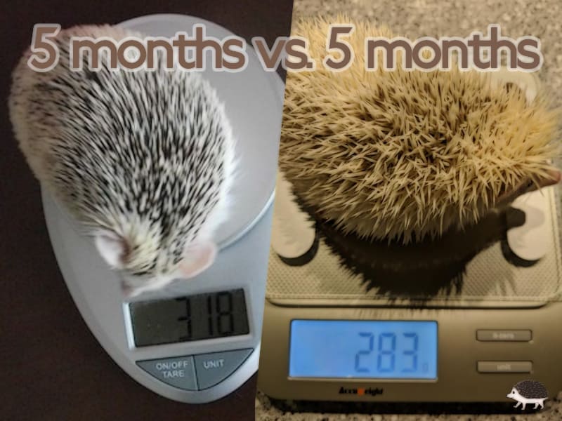 Two hedgehogs both 5 months side by side weighing differently.