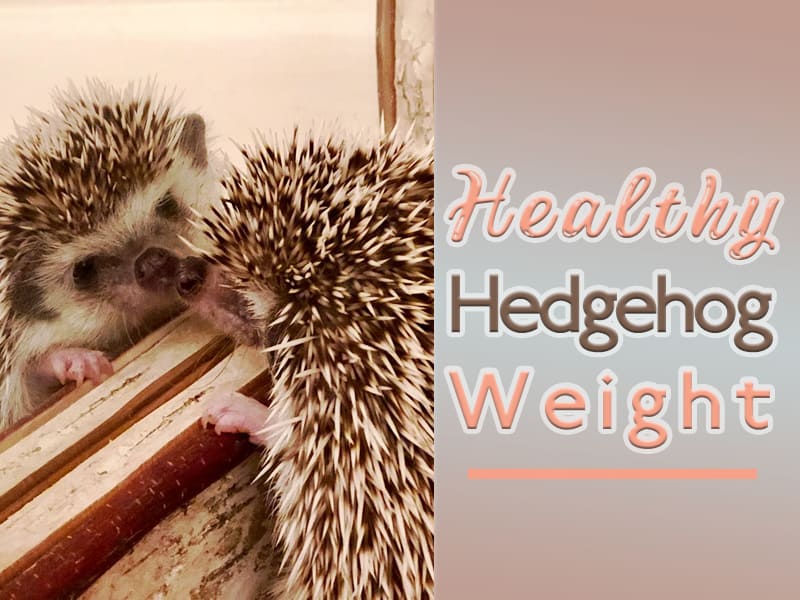 a healthy hedgehog weight is personal