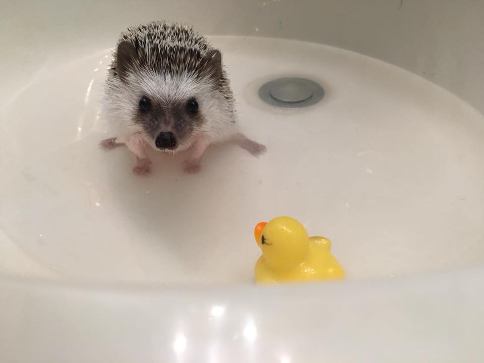 hedgehog bath time with a rubber ducky