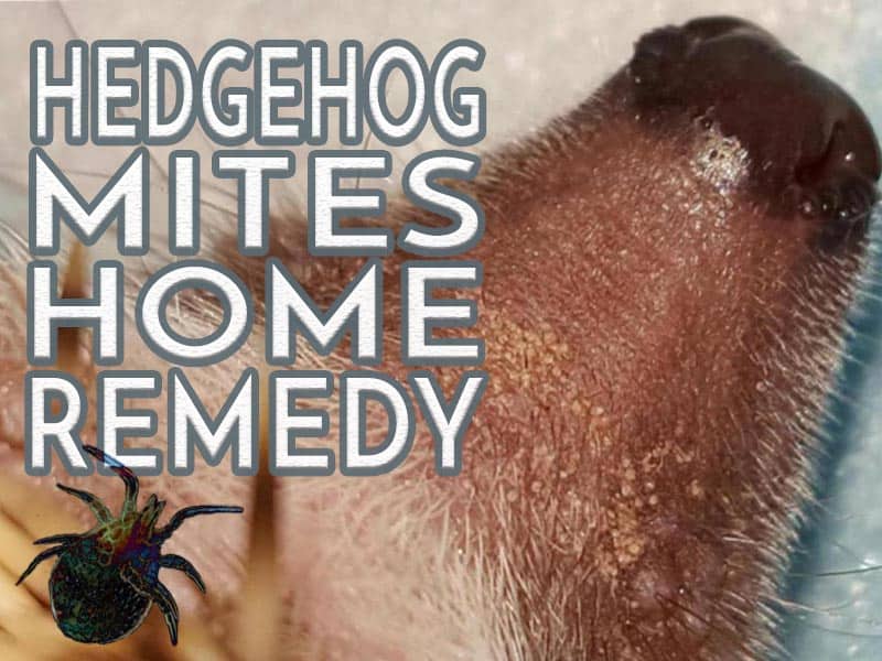 hedgehog mites home remedy feature image