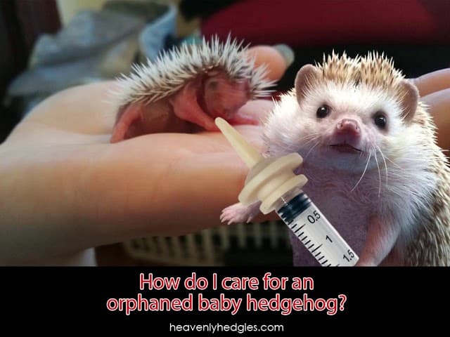 Quilly holds a feeding syringe as he stands ready to answer how do I care for an orphaned baby hedgehog