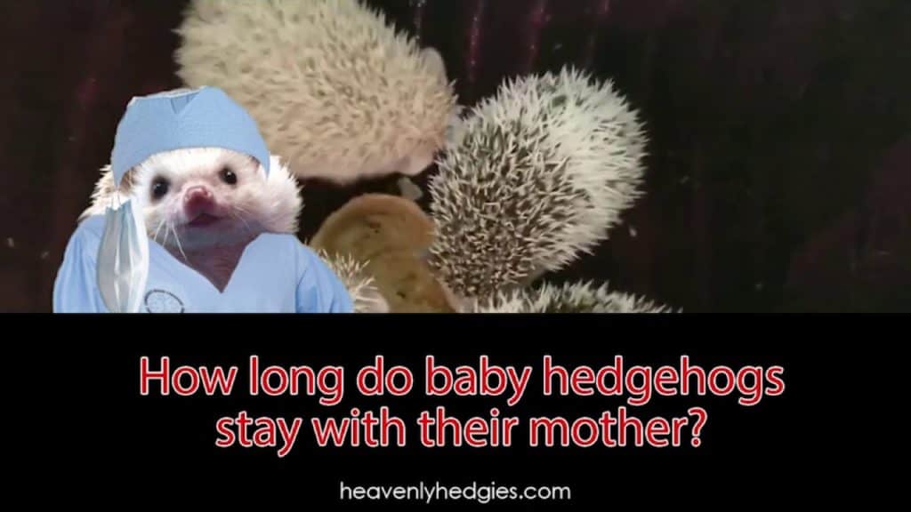 Quilly wears medical scrubs with baby hedgehogs in the background to answer how long do baby hedgehogs stay with their mother