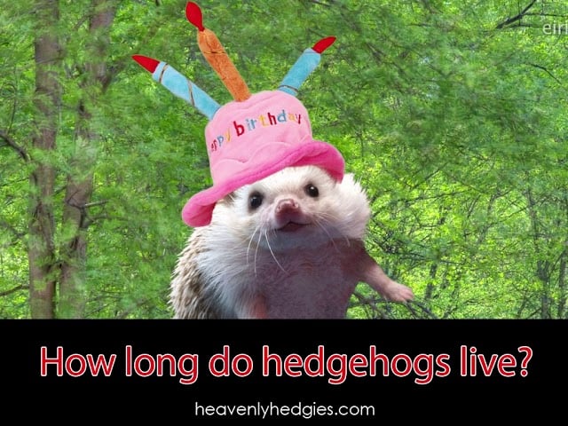 Quilly wears a silly birthday hat in front of a seasonal backdrop to answer the question how long do hedgehogs live