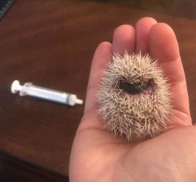 the best way for how to feed a baby hedgehog is with a syringe