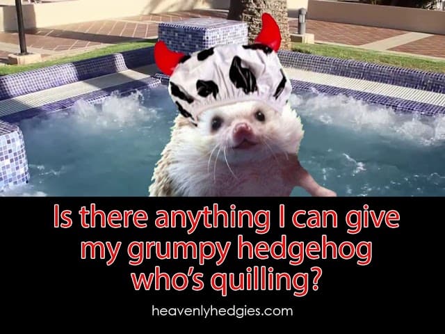 Quilly is in a spa with a shower cap on to discuss is there anything I can give my grumpy hedgehog who's quilling