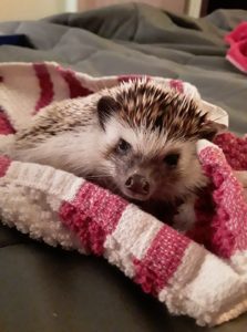 hedgehog mad after being given a bath