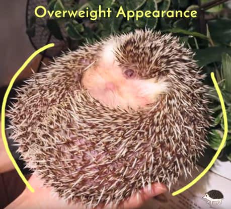 This one year old hedgie can be found in a hedgehog petting cafe in Japan. He is definitely not a healthy hedgehog weight.