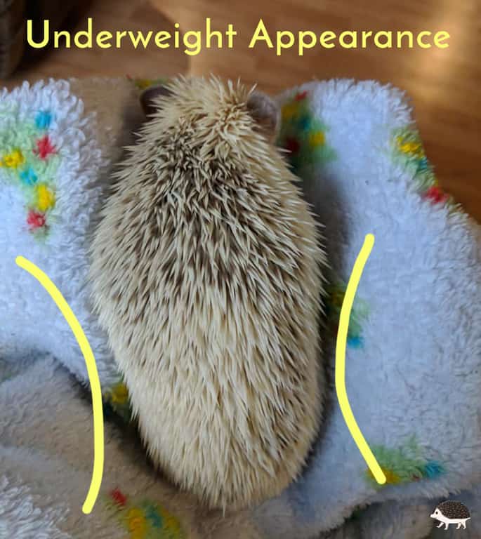 curved in sides are an indication of not being a healthy hedgehog weight for their body shape.
