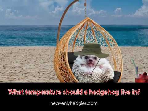 Quilly sits in a hammock swing with the ocean in the back to discuss what temperature should a hedgehog live in