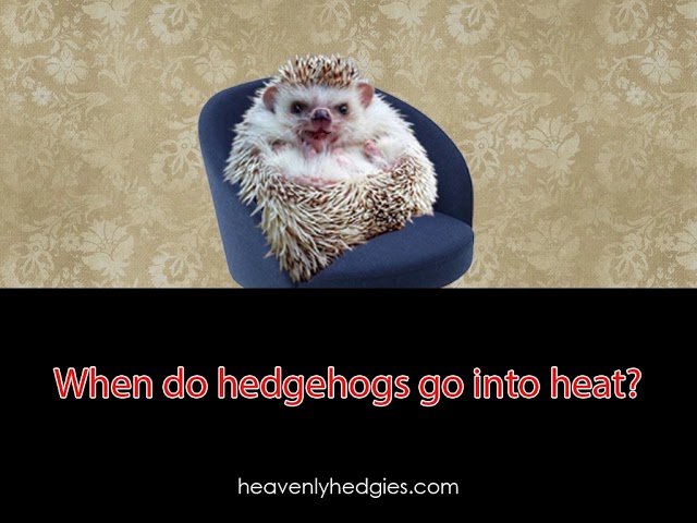 Quilly sits in a chair to answer the question when do hedgehogs go into heat